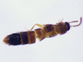 Oxypoda brachyptera